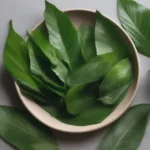 Lá mơ hỗ trợ tiêu hóa
