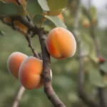 Hình ảnh trái mơ chín mọng trên cành, với chú thích "Trái mơ (apricot) trong tiếng Anh"