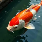 Dreaming of Catching a Giant Koi Fish